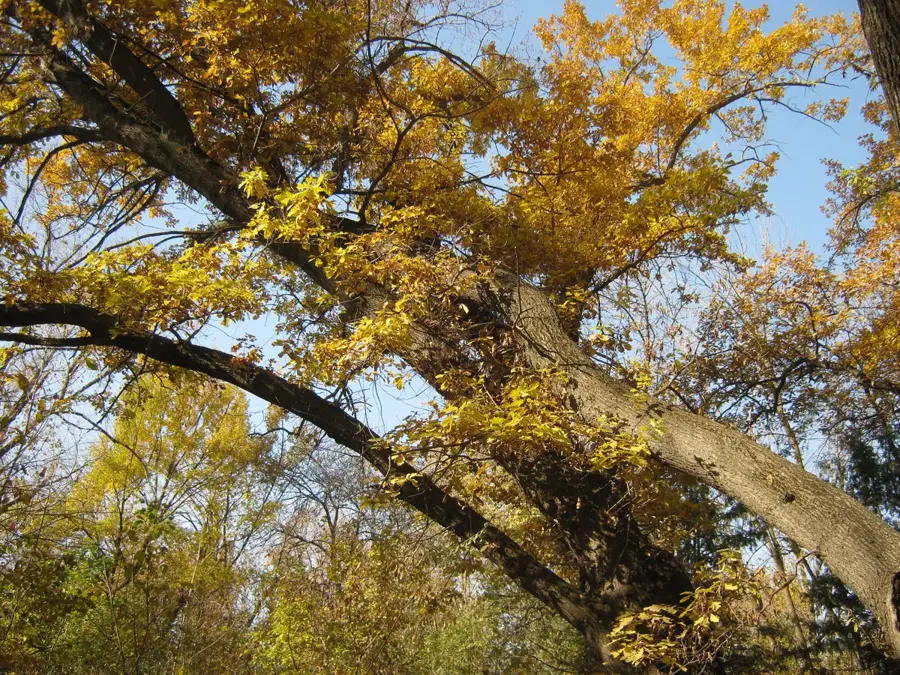 Botanischer Garten Eriwan — Zoo Eriwan (Armenien)