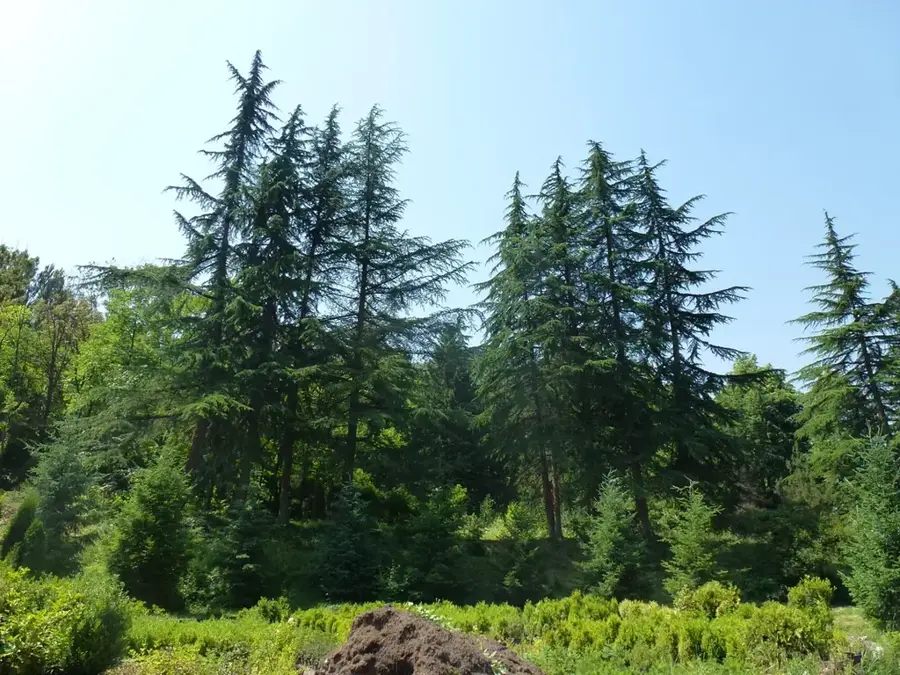 Dendroparcul Ijevan