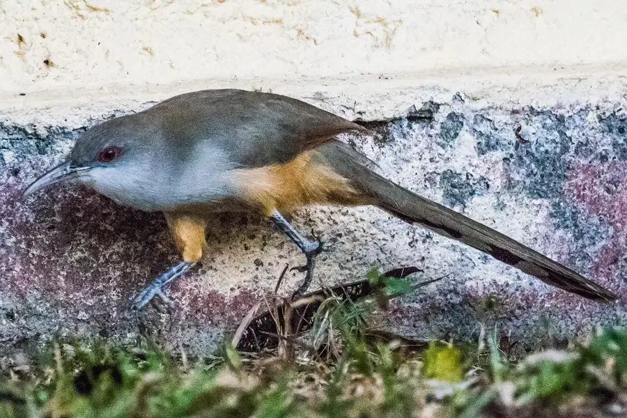 Artemisa — Los Palacios (Cuba)
