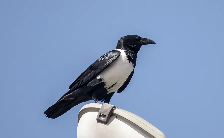 Asella