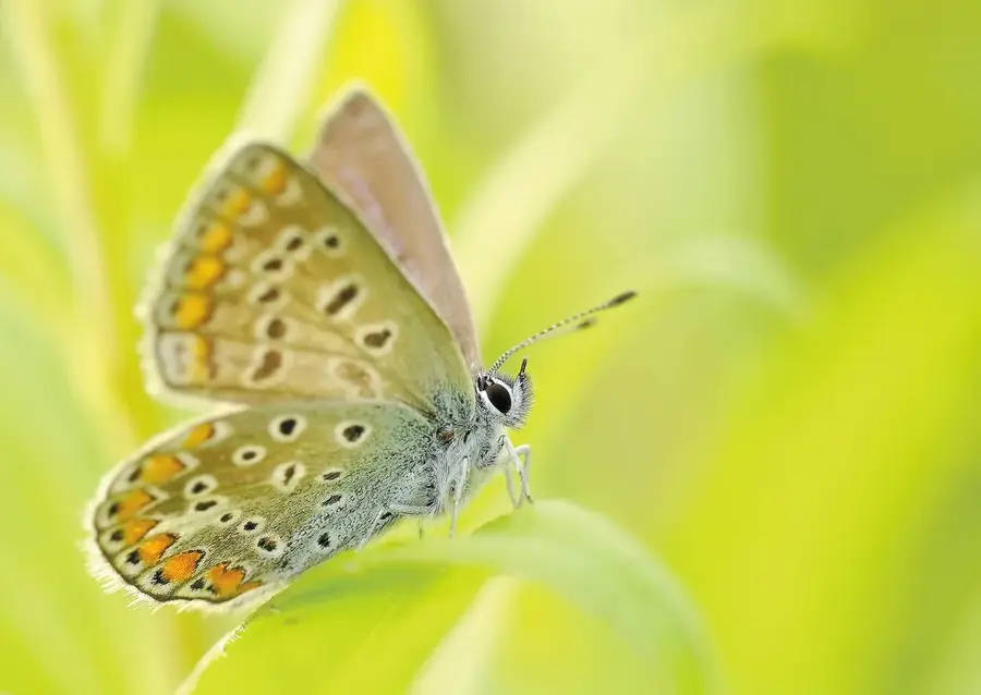 Grădină botanică de cercetare Asmara — Situl arheologic Sembel (Eritreea)