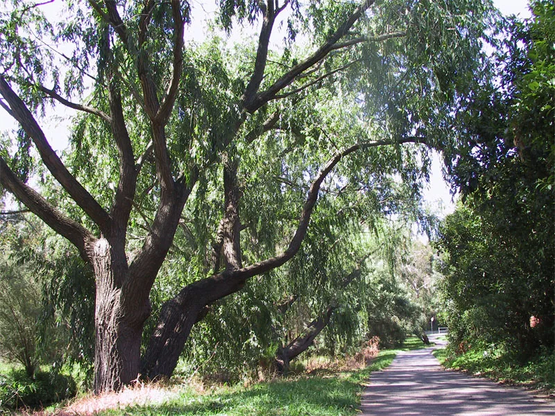 City of Monash — Echuca (Australien)