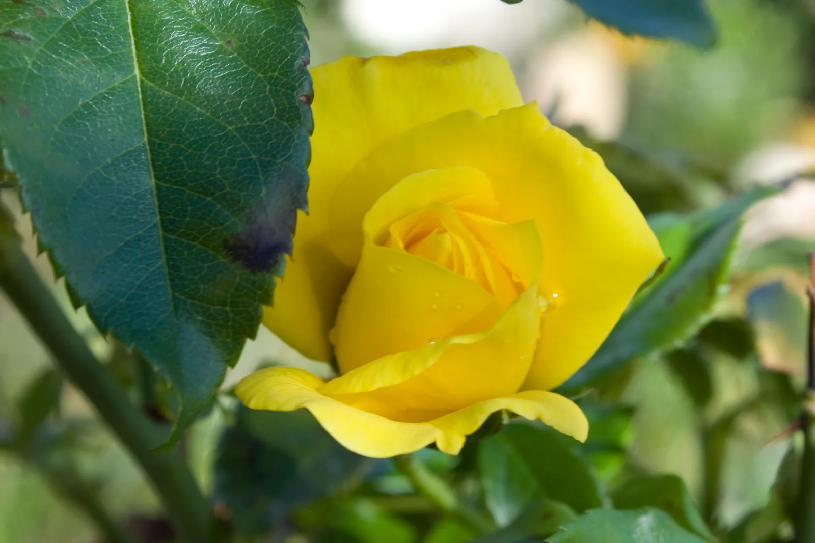 City of Wyndham — Echuca (Australien)