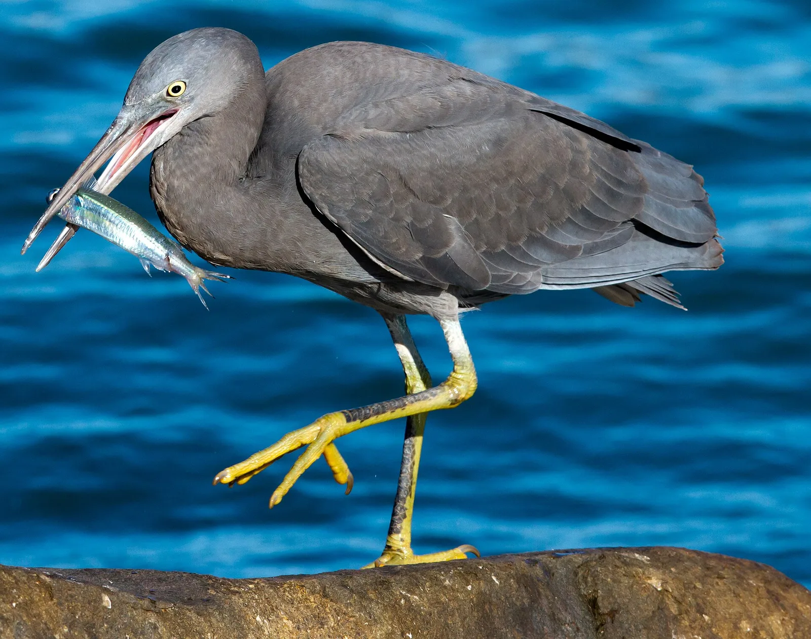 Dampier (Australien)