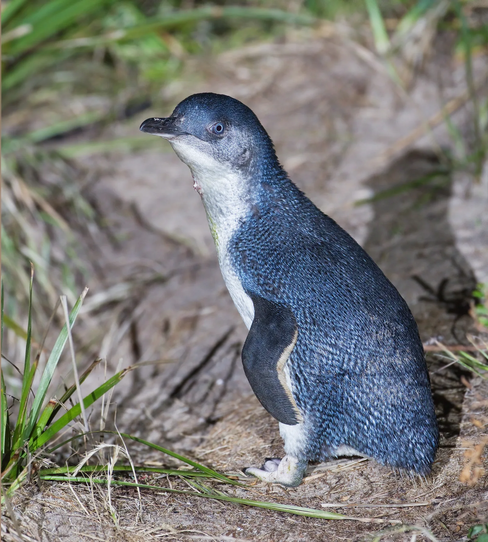 Penguin — Triabunna (Australien)