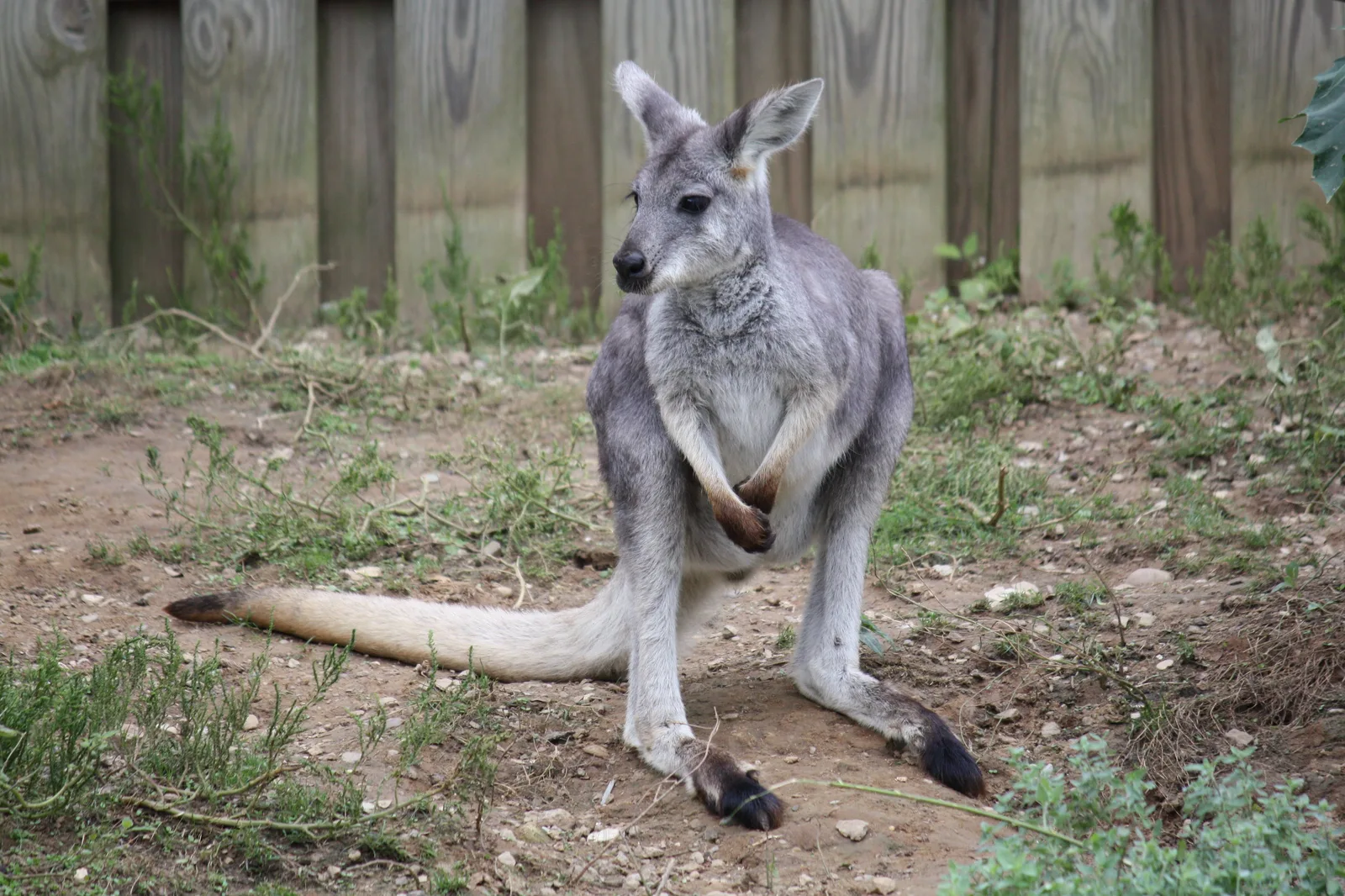 Wallaroo (Australien)