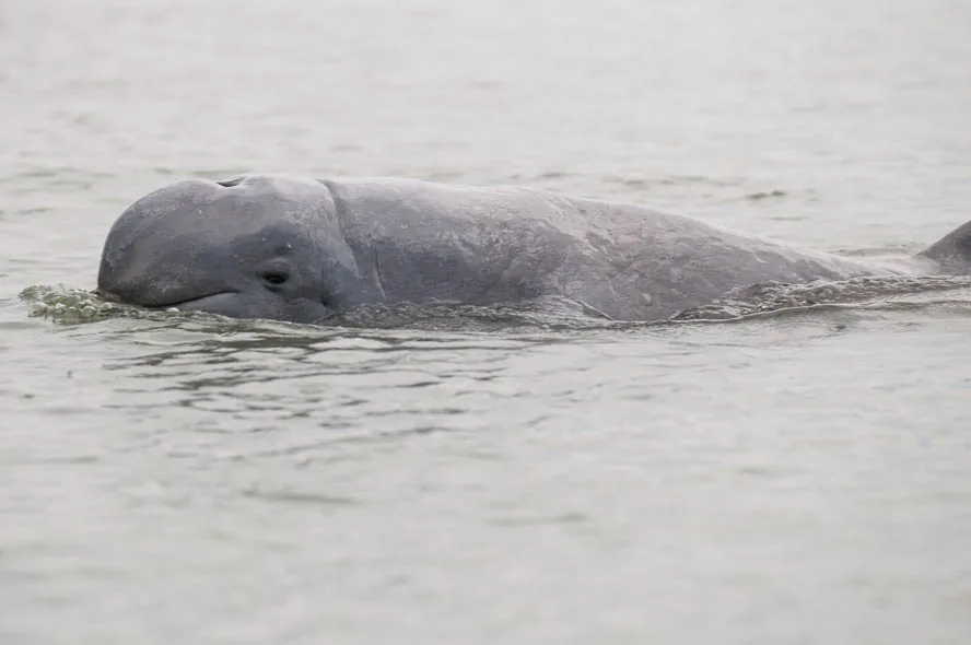 Aria Protejată a Delfinilor Irrawaddy