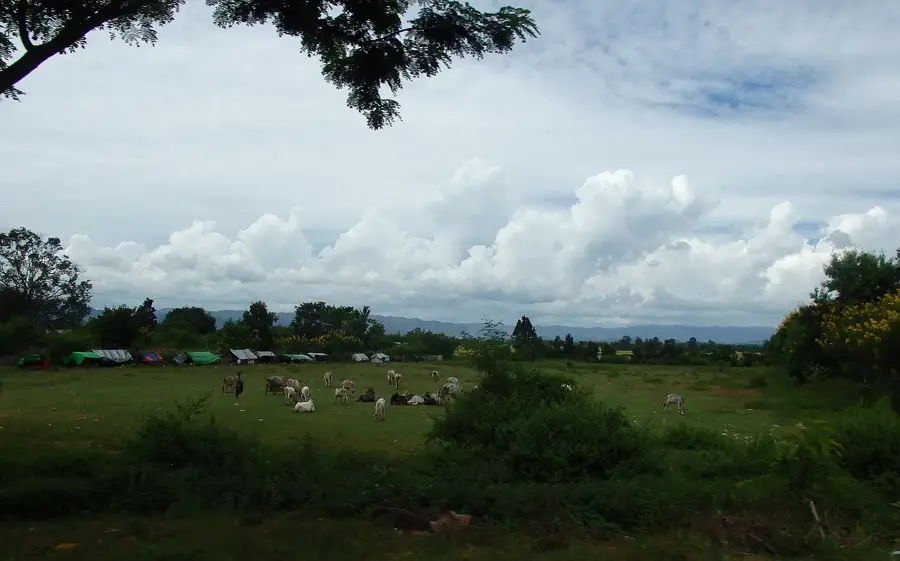 Aythaya-Weingut (Myanmar)