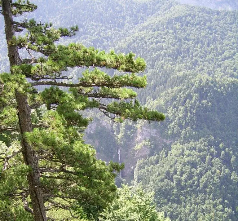 Perućica Primeval Forest — Goražde (Bosnia and Herzegovina)