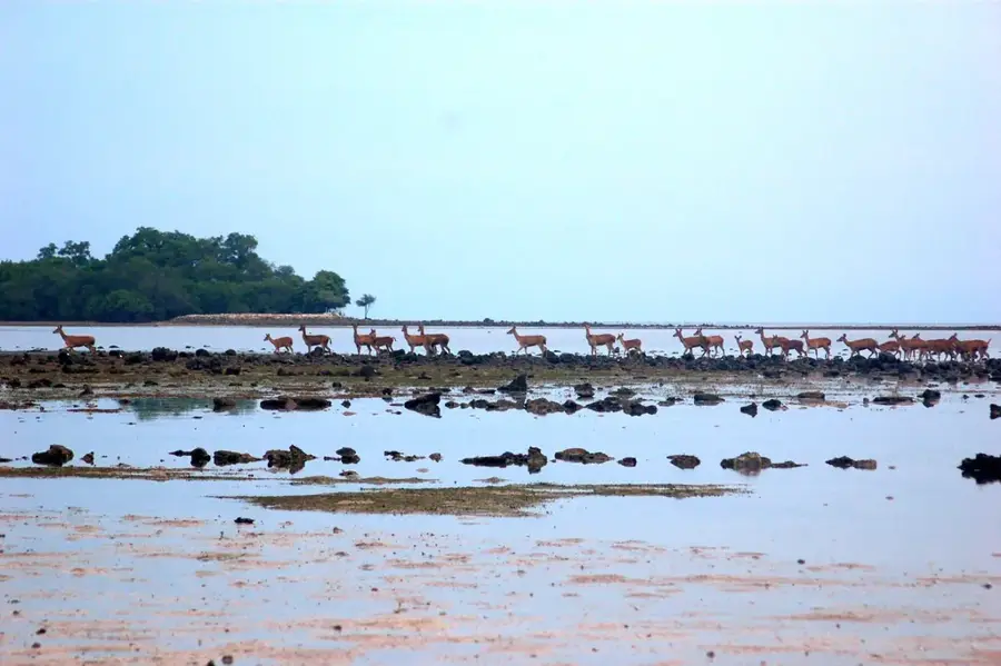 Baluran Nemzeti Park — Semeru-hegy (Indonézia)