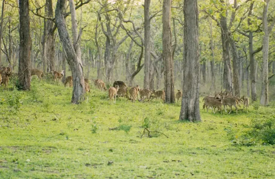 Bandipur-Nationalpark — Bengaluru IT-Hub (Indien)