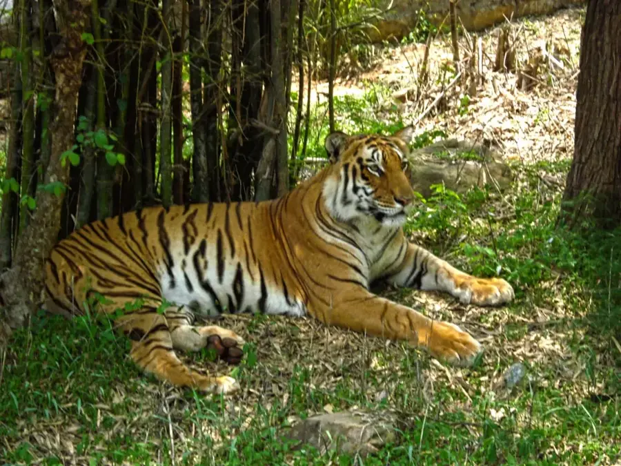 Bannerghatta Biologischer Park