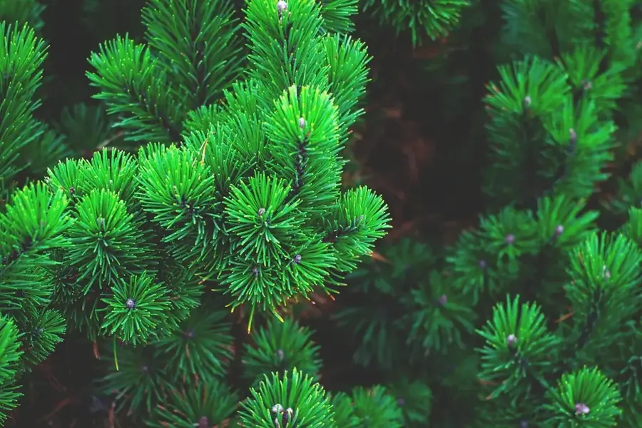 The Pine ipari terület