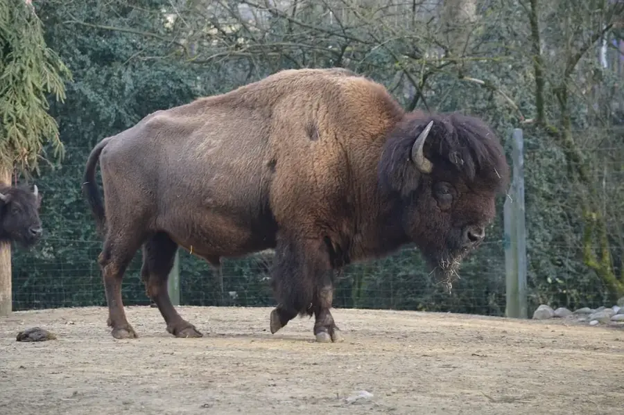 Barbar