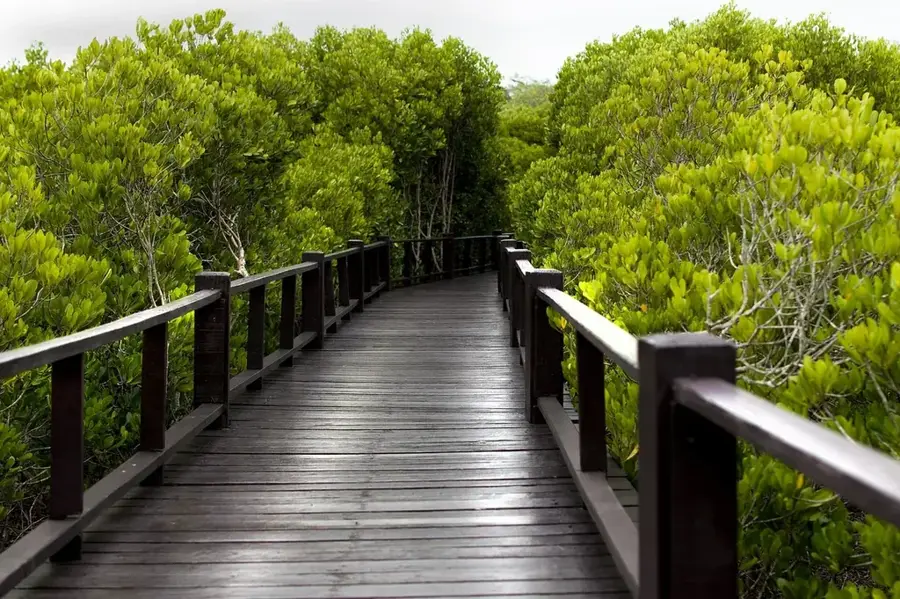 Pădurile de Mangrove Barima-Waini — Matthews Ridge (Guyana)