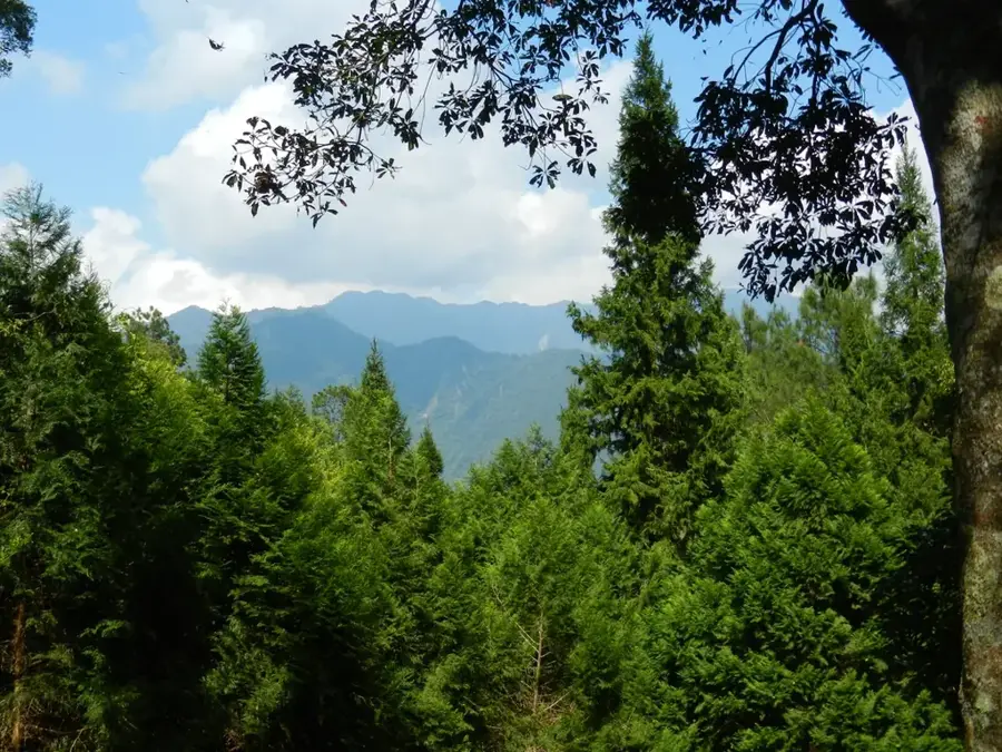 Basianshan-Wald — Wuling-Farm (Taiwan)
