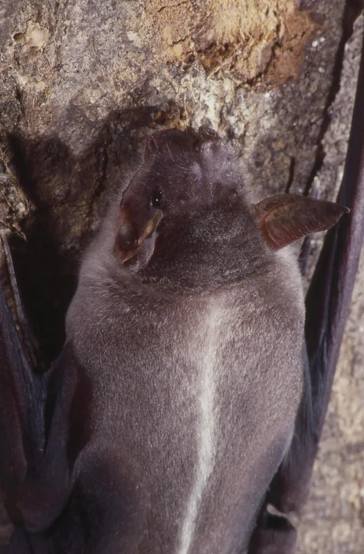 Bat Islands (Murciélago)