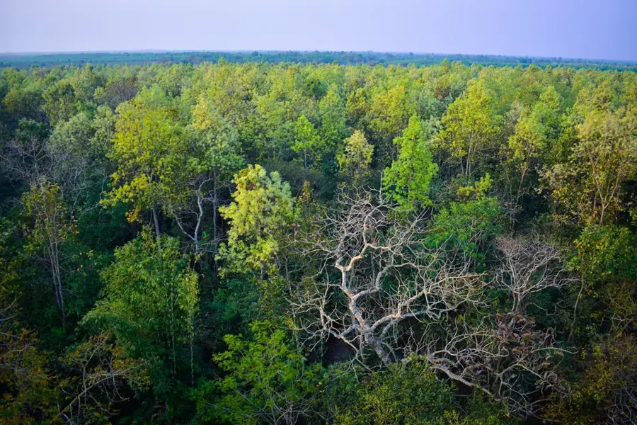 Madhupur-Wald — Padma (Bangladesch)
