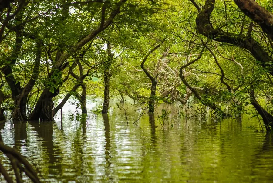 Ratargul-Sumpfwald — Surma (Bangladesch)