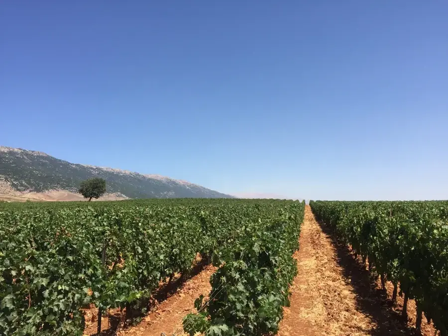 Weingüter der Bekaa-Ebene — Anjar (Libanon)