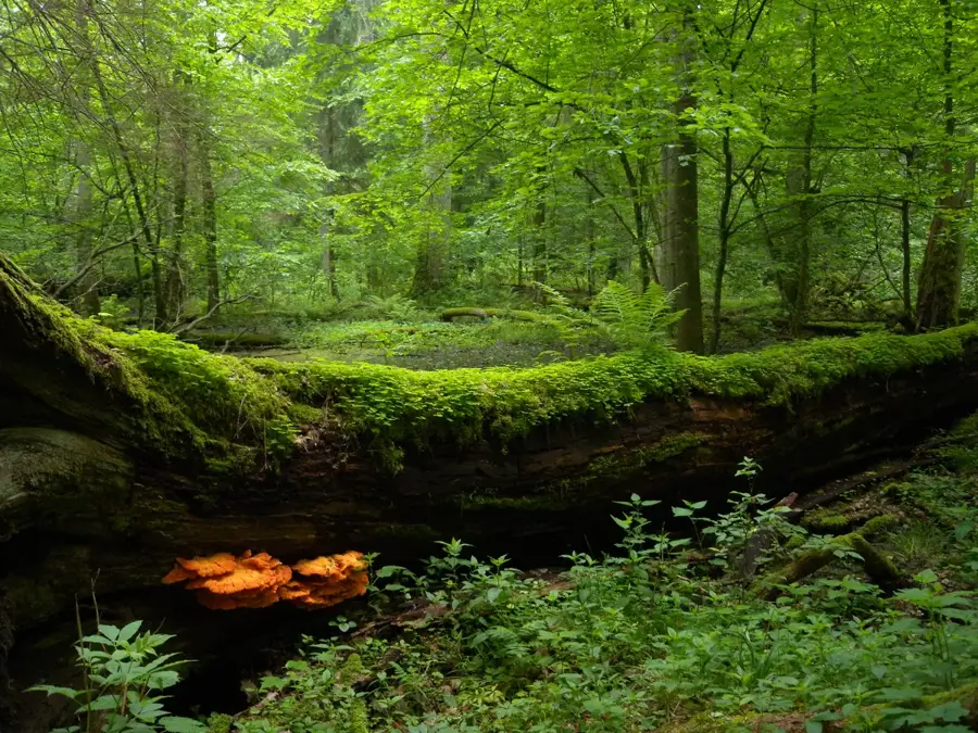 Belovezhskaya Pushcha National Park