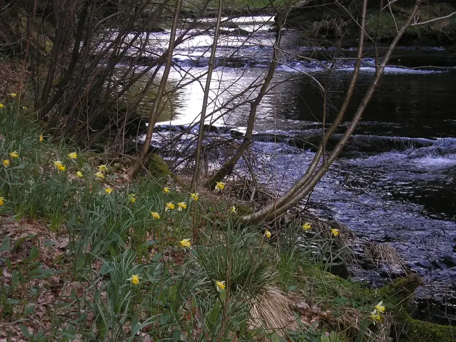 Cascada Bayehon