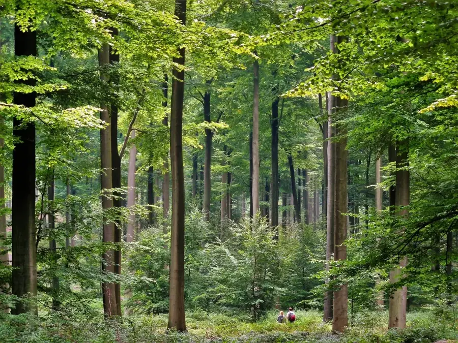 Zoniënwoud