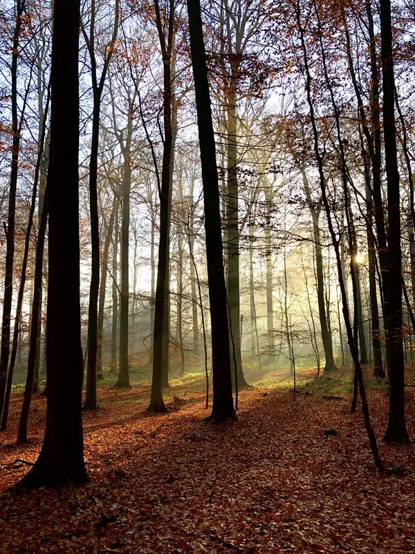 Groenendaal Arboretum