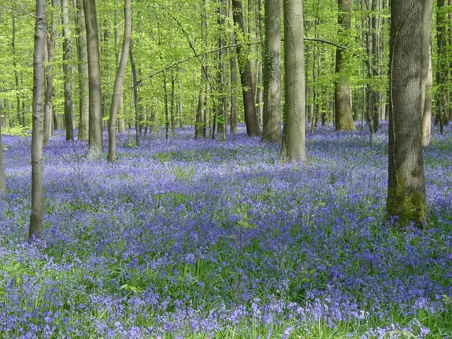 Hallerbos (Belgien)