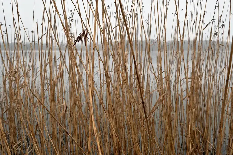 Lake Virelles