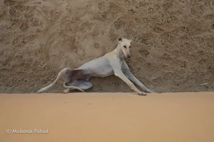 Parcul Natural Al Areen — Riffa (Bahrain)