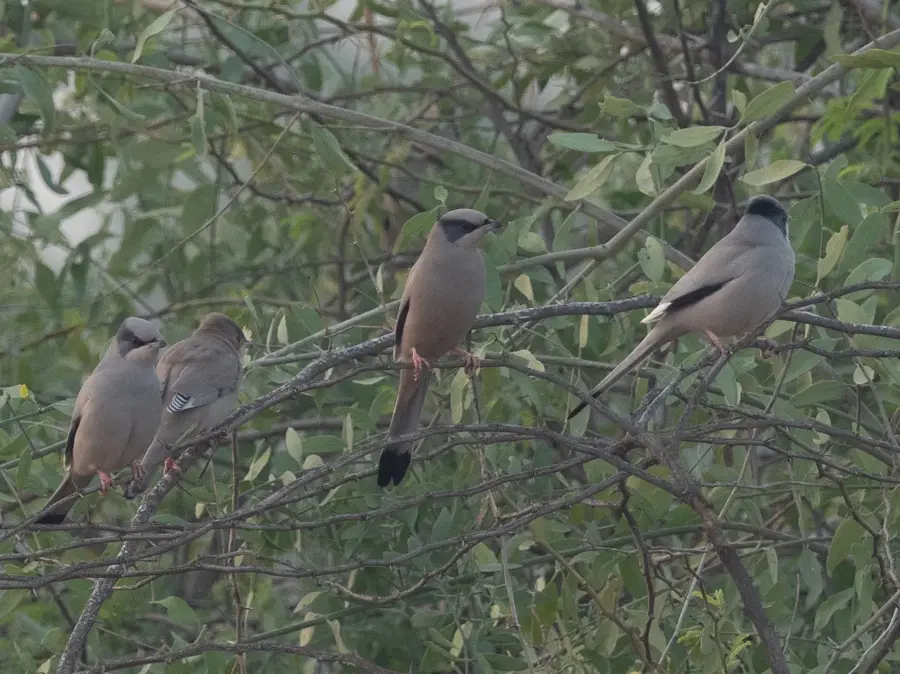 Königliche Kamelfarm — Saar (Bahrain)