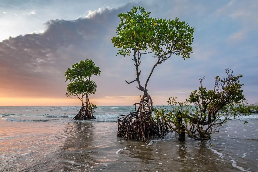 Bimini's Mangrove Nurseries — Bimini Bay (Bahamas)
