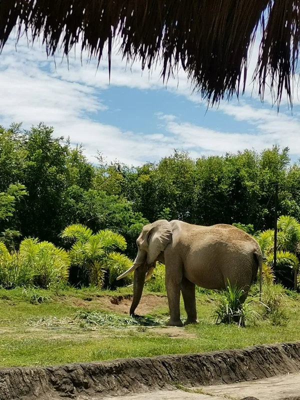 Bioparque Ukumarí — Otún Quimbaya (Kolumbien)