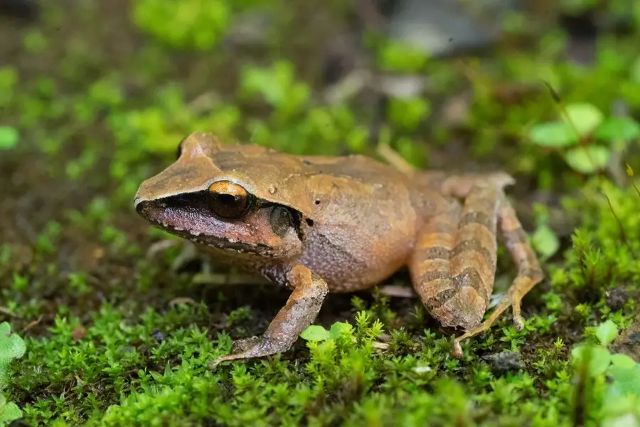 Quetzal Biotope — Rabinal (Guatemala)