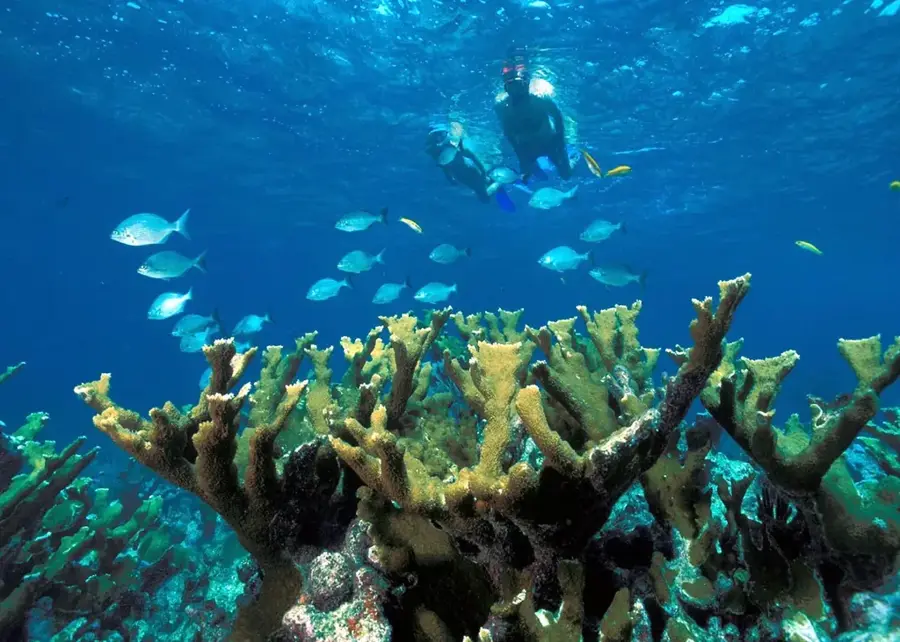 Biscayne — Maskall (Belize)