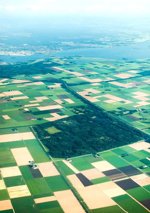 Black Bush Polder Rice Fields — Skeldon (Guyana)