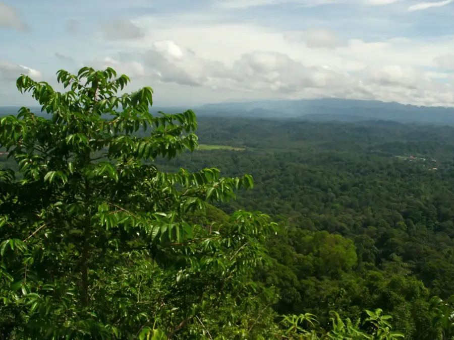 Parcul de Recreere Forestier Bukit Patoi — Valea Temburong (Brunei)
