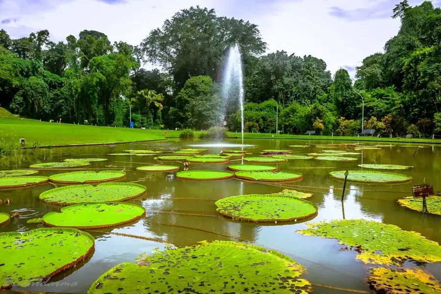 Bogori Botanikus Kert — Bogor (Indonézia)