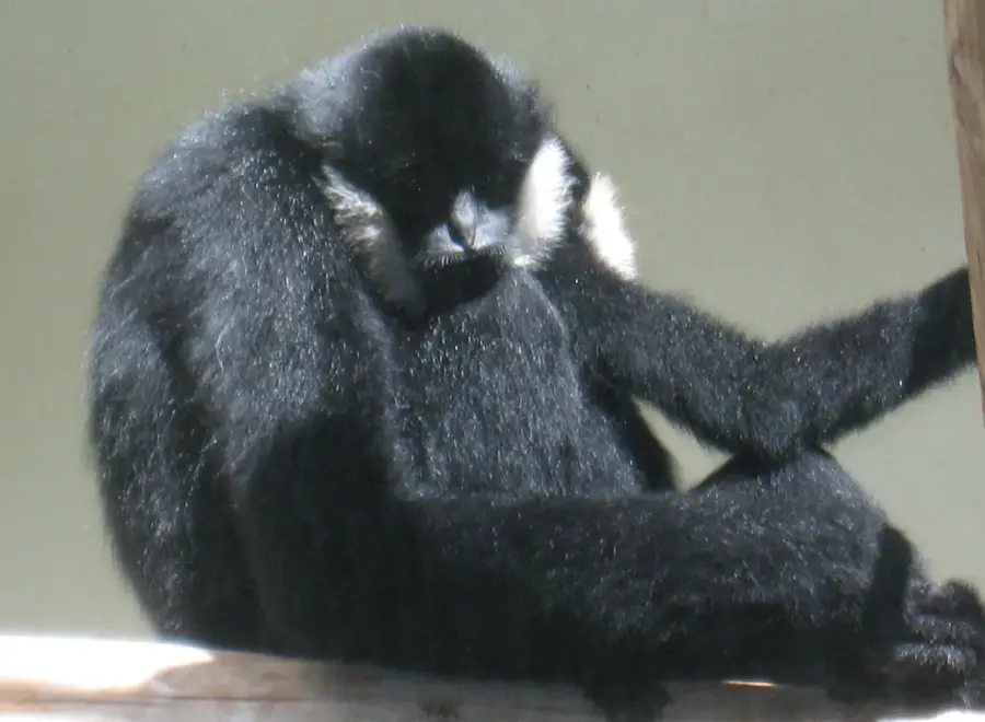 Bokeo Naturreservat — Muang Sing (Laos)