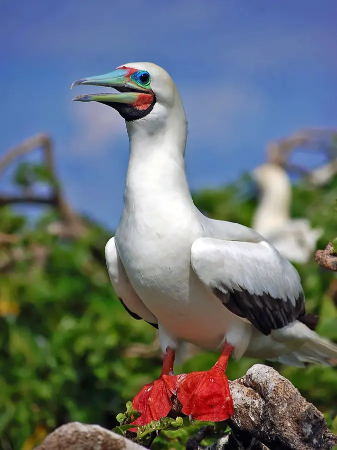 Booby Island Naturschutzgebiet