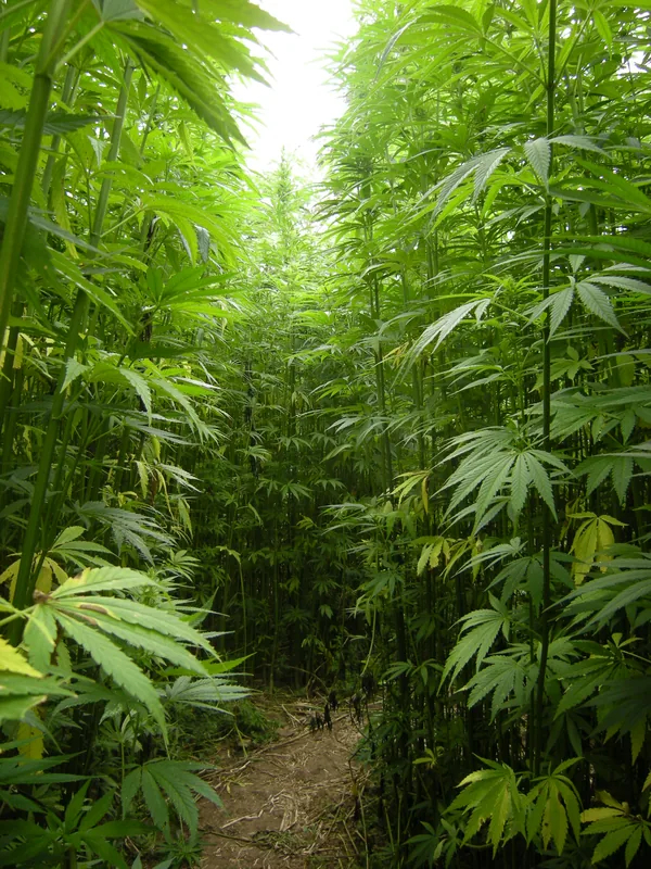 Boreal Hemp Processing Facility (Uruguay)