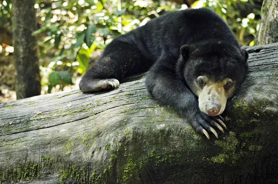 Borneo Sun Bear Conservation Centre — Lahad Datu (Malaysia)