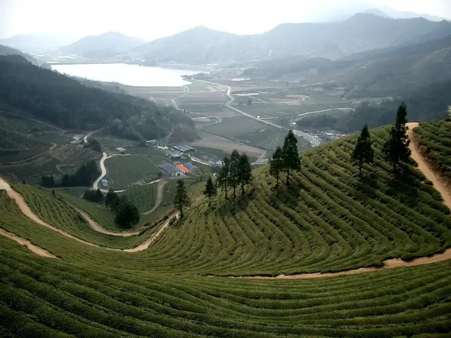 Boseong Grünteefelder — Suncheon (Südkorea)
