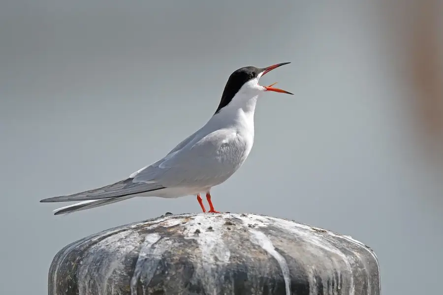Boteti River Birdwatching