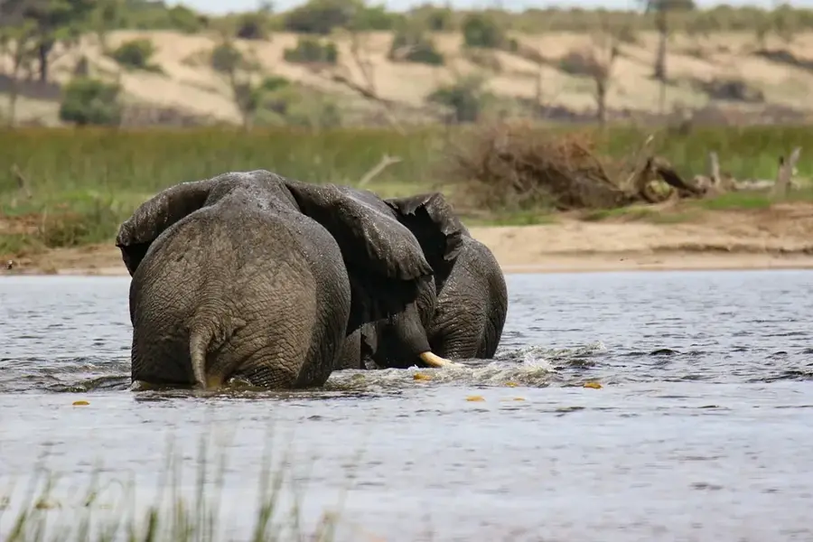 Botswana Impfstoffinstitut (Botsuana)