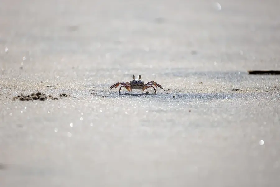Andros Crab Processing Plant