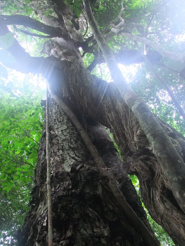 Pădurea Budongo — Bugiri (Uganda)
