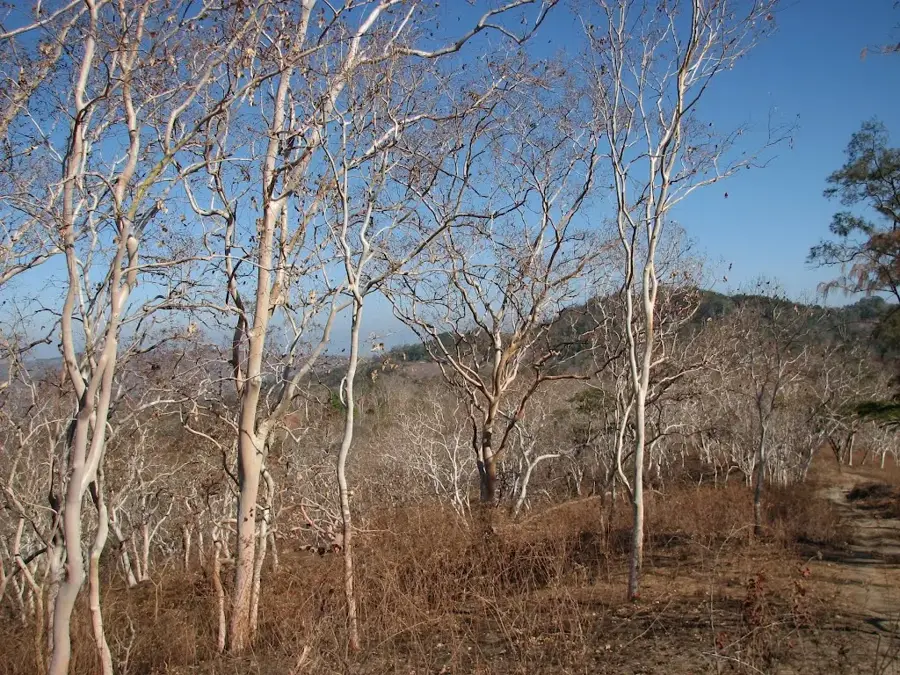 Buea Mountain Forest — Mount Cameroon (Cameroon)