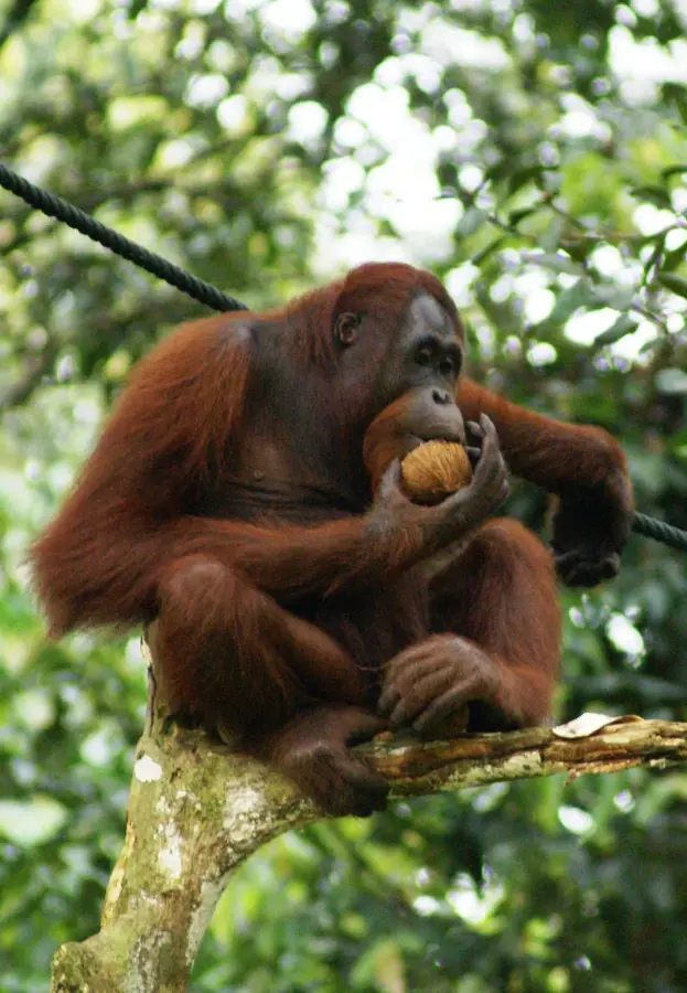 Bukit Lawang Orang-Utan-Zentrum — Großer Buddha von Phuket (Thailand)